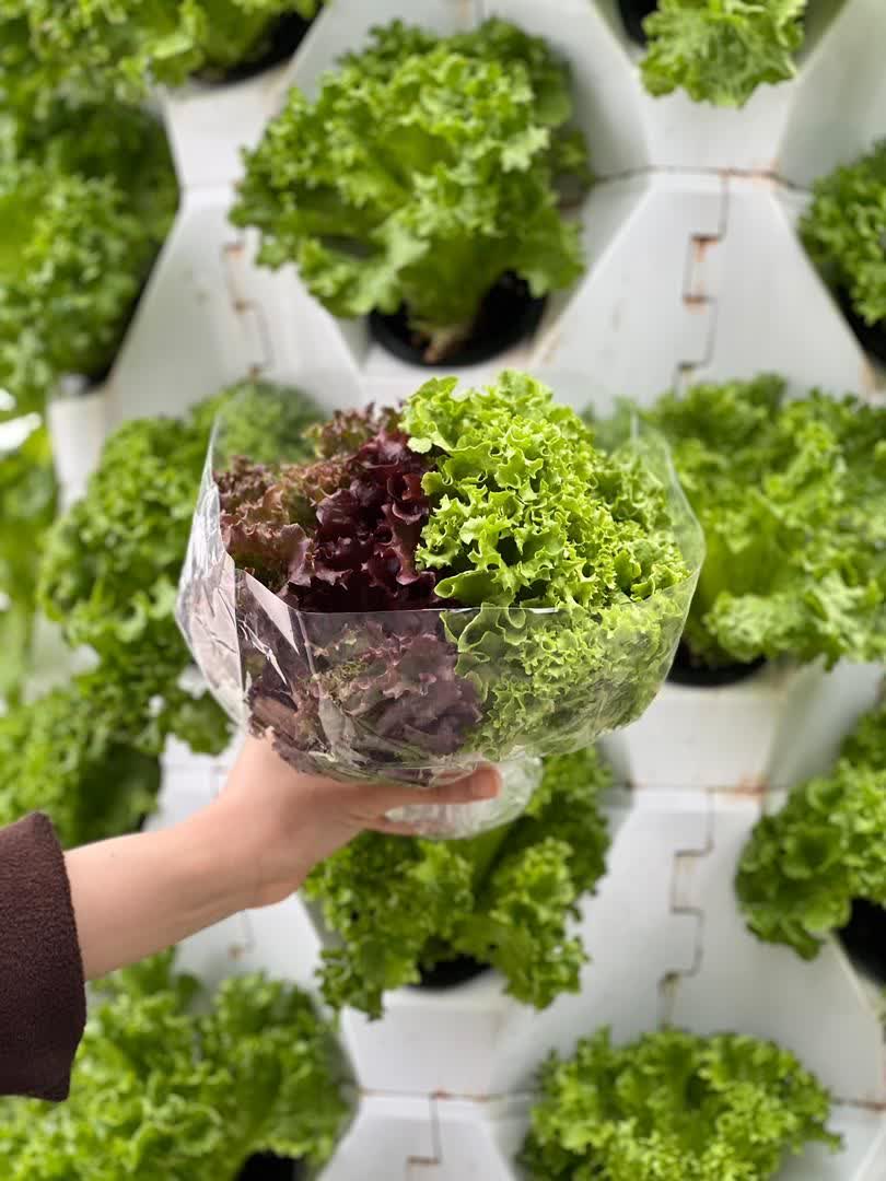 برج کشت عمودی آیروپونیک 15 طبقه 120 گلدان 4 برج کشت عمودی آیروپونیک 15 طبقه 120 گلدان - IMAGE 4